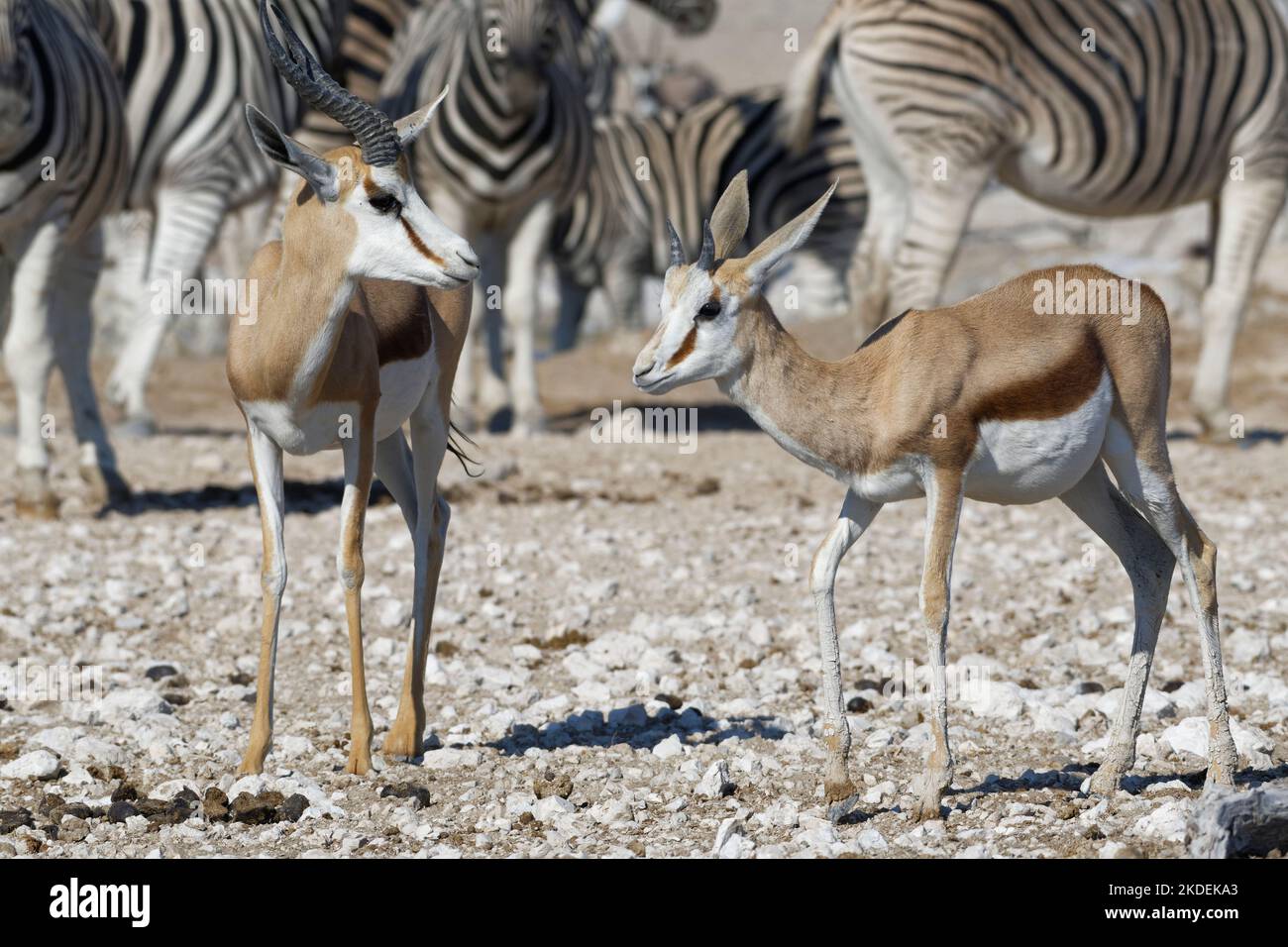 Springboks (Antidorcas marsupialis), homme adulte avec jeune debout au trou d'eau, troupeau de zèbres de Burchell derrière, Parc national d'Etosha, Namibie, Banque D'Images