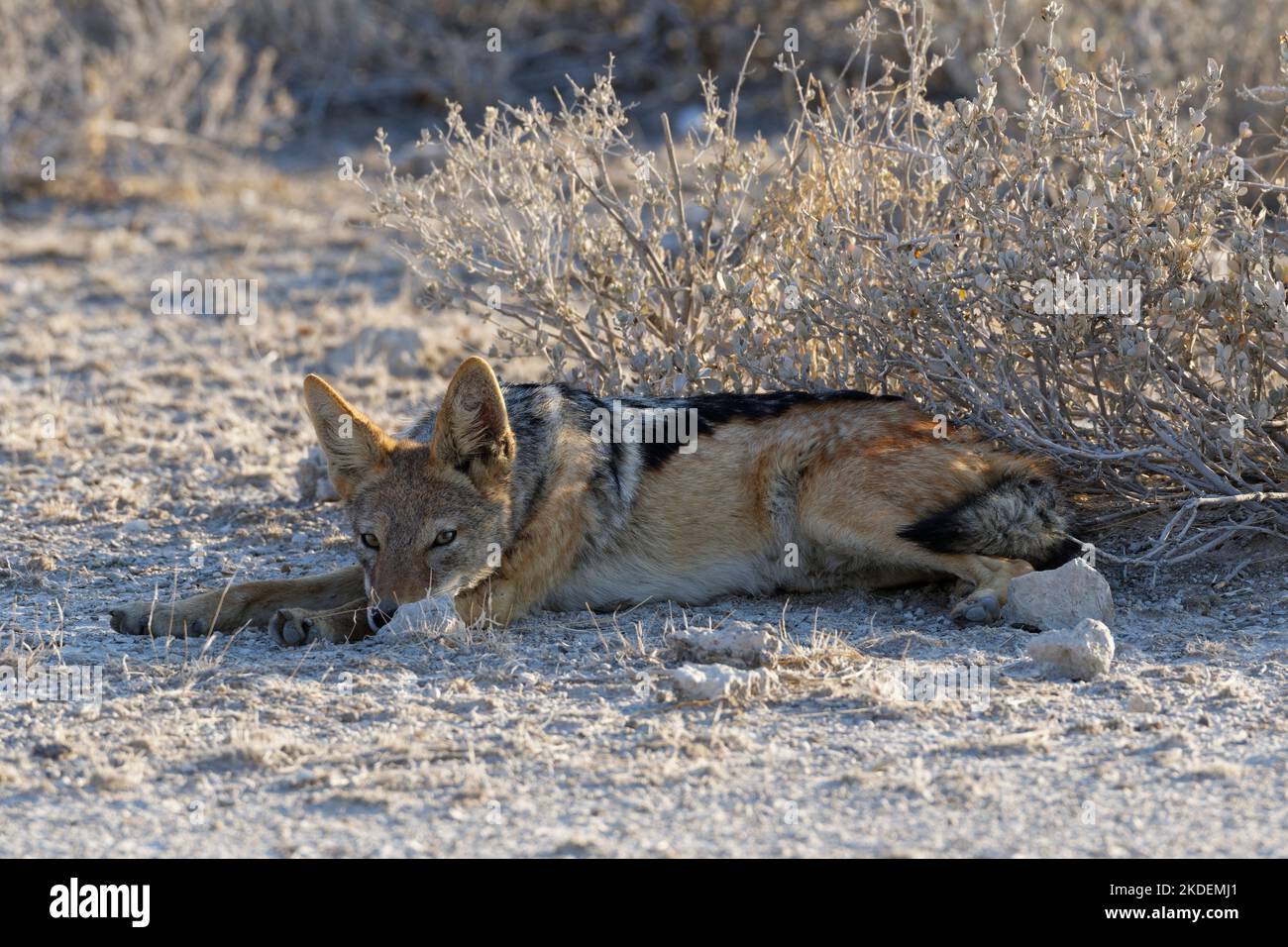Chacal à dos noir (Canis mesomelas), homme au repos, allongé à l'ombre du soleil couchant, Parc national d'Etosha, Namibie, Afrique Banque D'Images