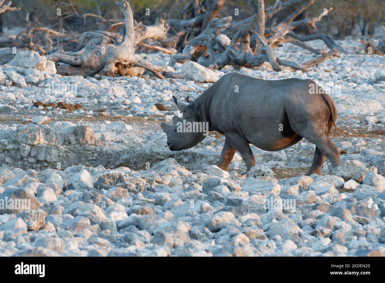 Rhinocéros noirs (Diceros bicornis) avec cornes sciées, mesure anti-braconnage, adulte marchant vers le trou d'eau, lumière du soir, Etosha NP, Namibie, Banque D'Images