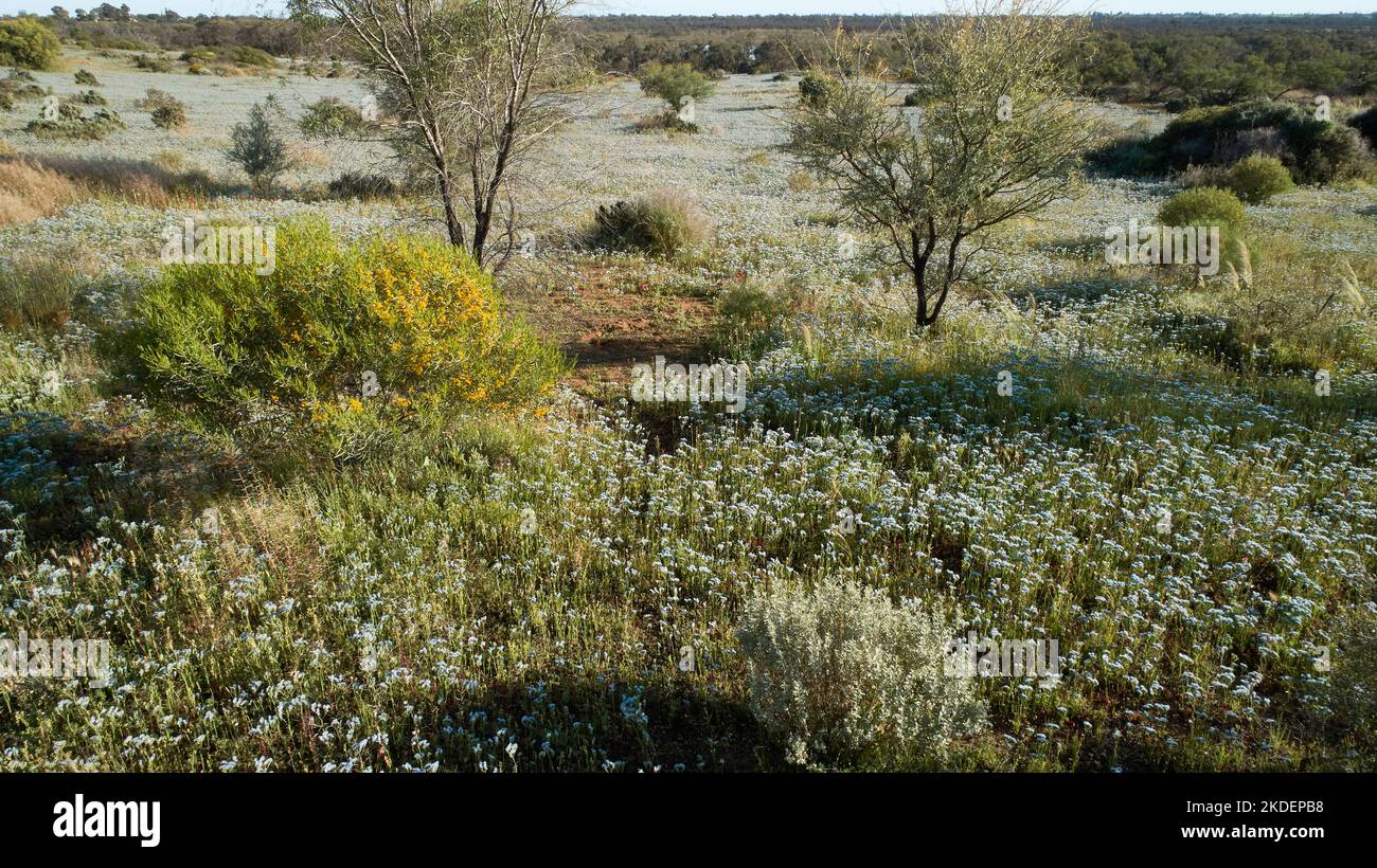 Une profusion de fleurs printanières couvre un paysage semi-aride normalement sec près de Brickworks Billabong, Merbein, Victoria, Australie. Banque D'Images