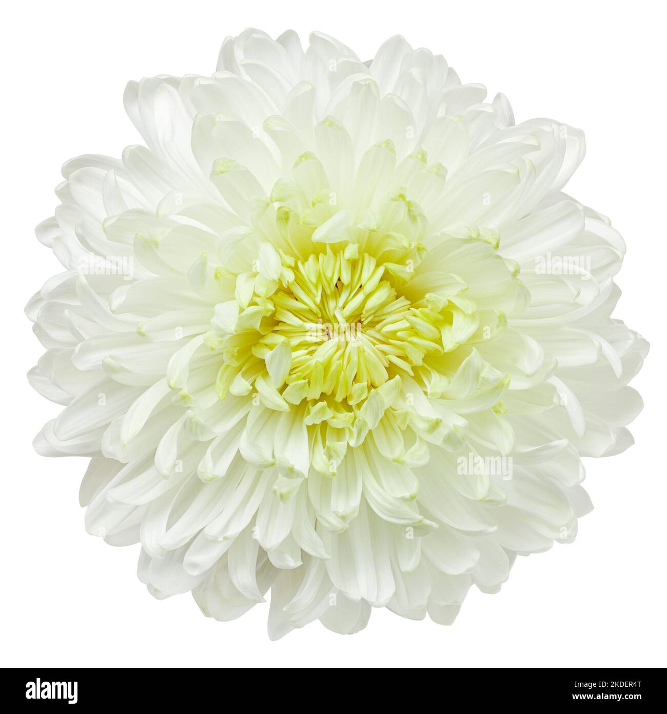 Fleur de chrysanthème, isolée sur fond blanc, chemin d'écrêtage, pleine profondeur de champ Banque D'Images
