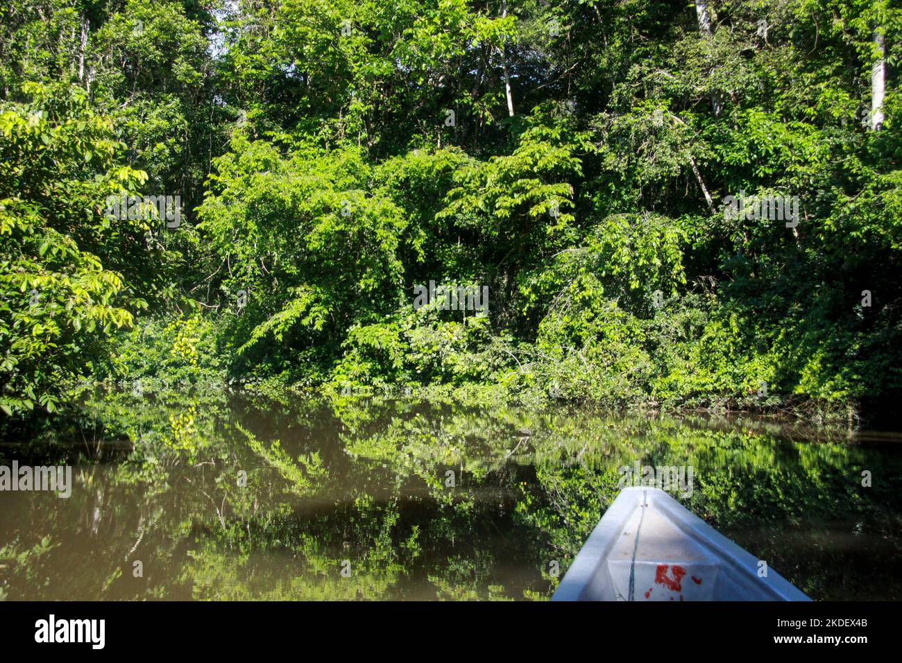 Transport fluvial dans la forêt équatoriale amazonienne équatorienne photographiée dans la réserve de Cuyabeno en Équateur Banque D'Images