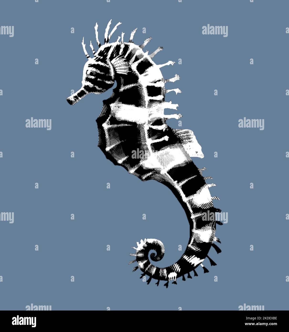 Gravure d'un hippocampe. Illustration réaliste d'un hippocampe en noir et blanc Banque D'Images