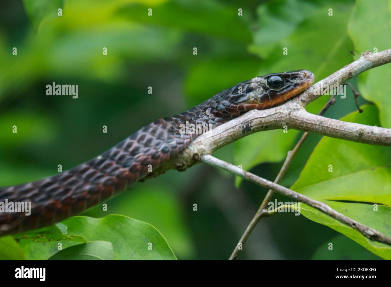 Une anaconda verte sauvage (Eunectes murinus) la plus grande espèce de serpent au monde au repos dans la réserve naturelle de Cuyabeno dans l'Amazonie équatorienne. L'Ana verte Banque D'Images