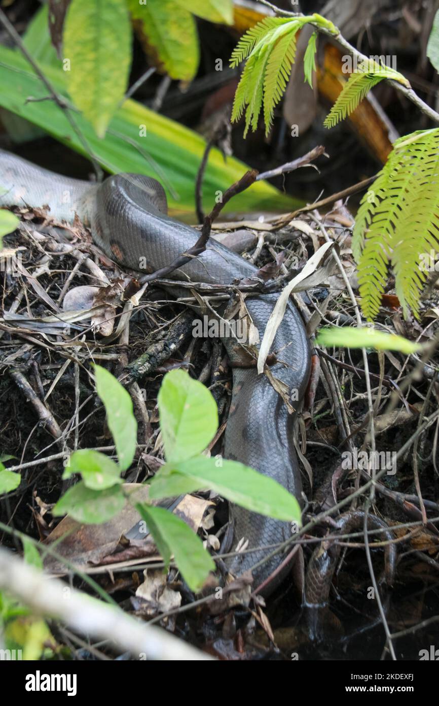 Une anaconda verte sauvage (Eunectes murinus) la plus grande espèce de serpent au monde au repos dans la réserve naturelle de Cuyabeno dans l'Amazonie équatorienne. L'Ana verte Banque D'Images