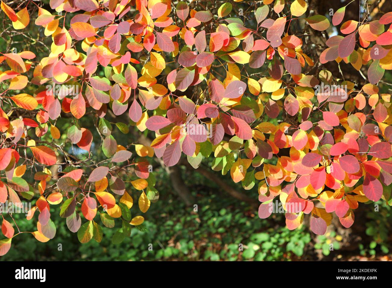 Les couleurs d'automne du Cotinus coggygria, ou arbre fumé. Banque D'Images