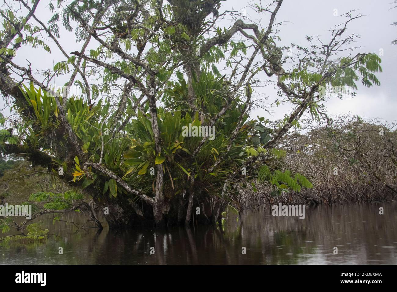 Un grand arbre dans la forêt équatoriale amazonienne équatorienne photographié dans la réserve de Cuyabeno en Équateur Banque D'Images