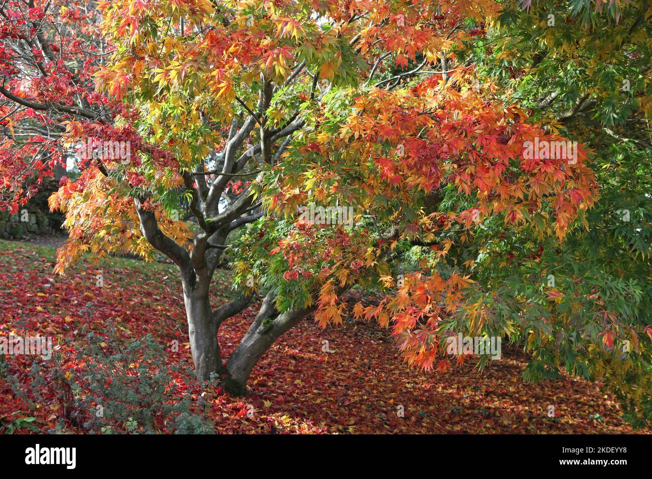 Feuilles dentelées arbres Banque de photographies et d’images à haute — free download