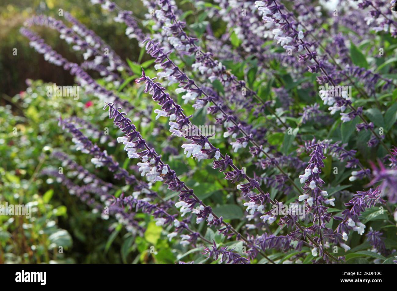 Salvia splendens 'Phyllis' Fancy' en fleur. Banque D'Images