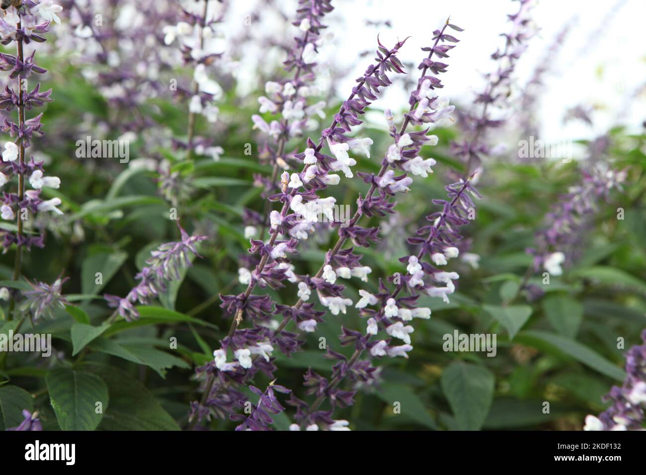 Salvia splendens 'Phyllis' Fancy' en fleur. Banque D'Images