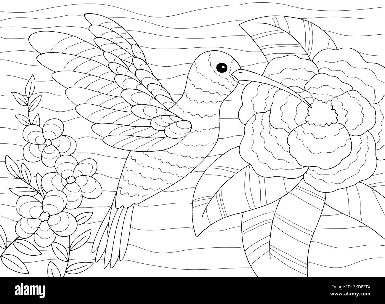 Motif colibri couleur noir blanc croquis vecteur d'illustration Illustration de Vecteur