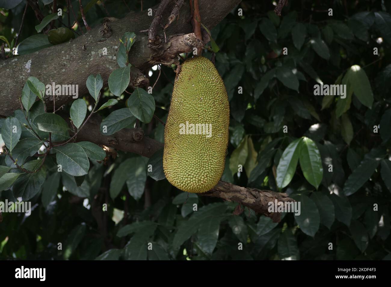 Jackfruit suspendu sur arbre de jackfruit.Artocarpus heterophyllus Banque D'Images