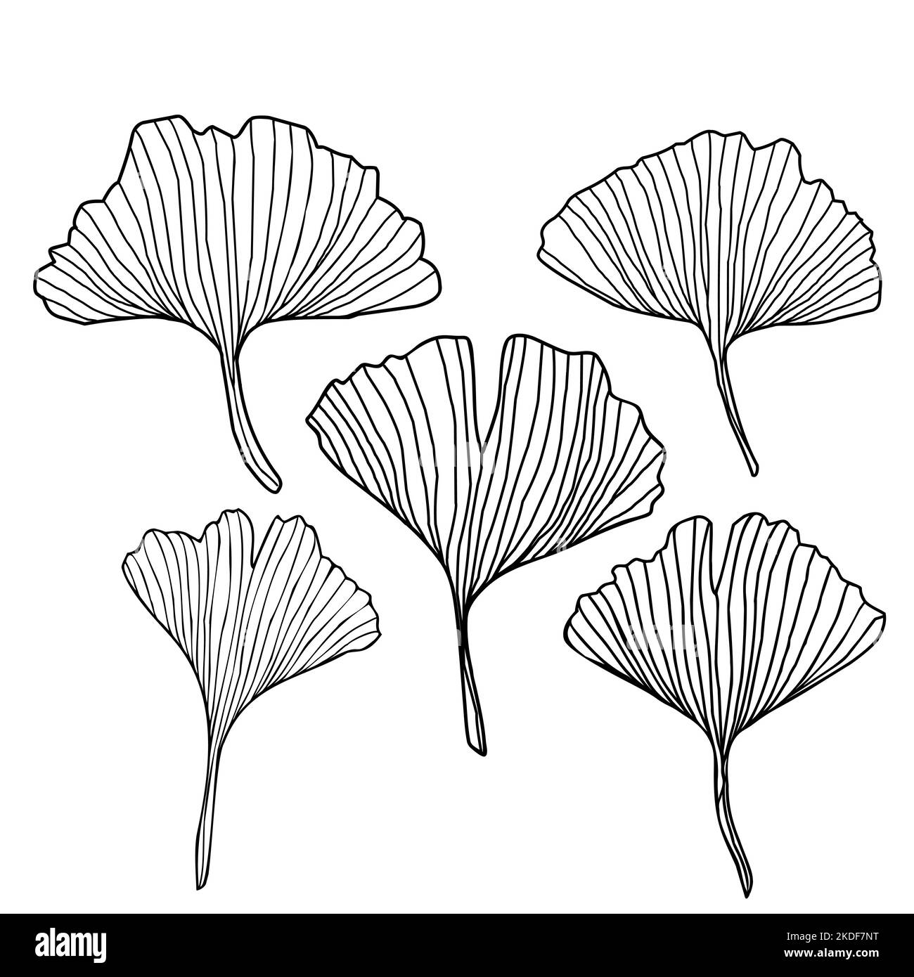 Fleurs ligne art éléments feuilles pour inviter ou carte Ginkgo biloba dessiné à la main sur fond blanc élégant feuille florale, vecteur isolé Illustration de Vecteur