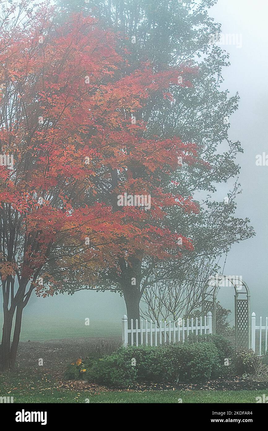 Matin brumeux en automne. Gros plan d'un jardin avec treillis et clôture. Banque D'Images