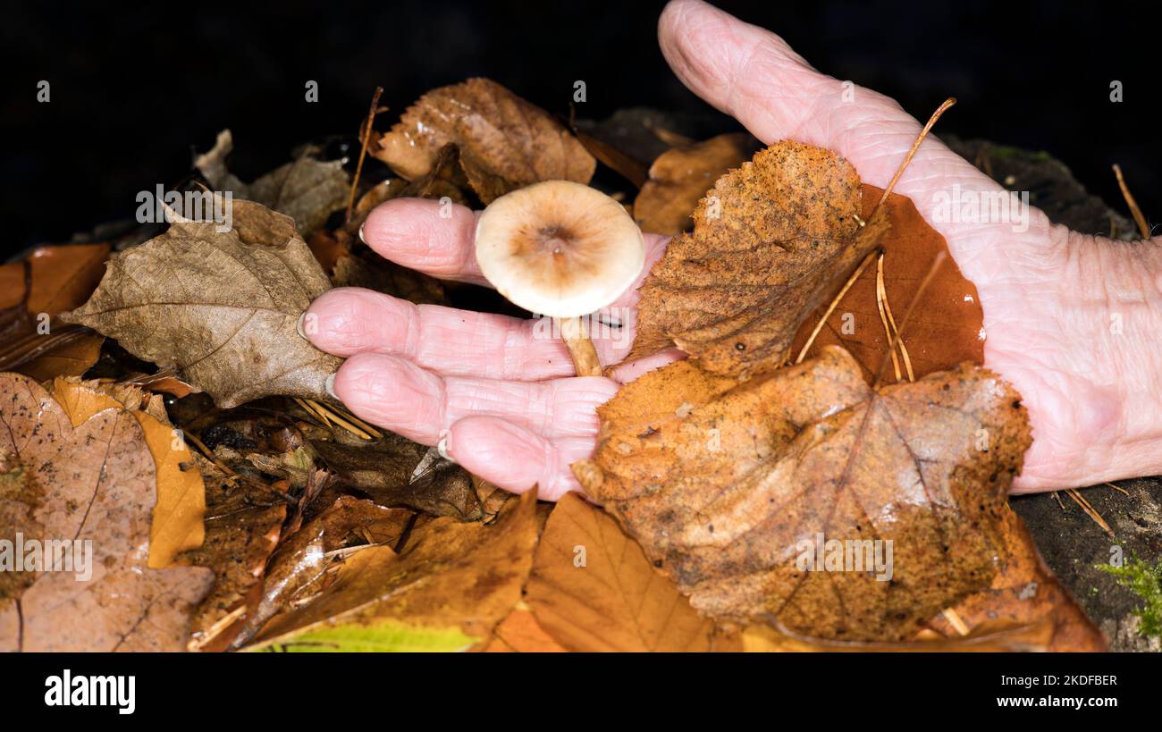 Photo de symbole pour l'empoisonnement aux champignons Banque D'Images