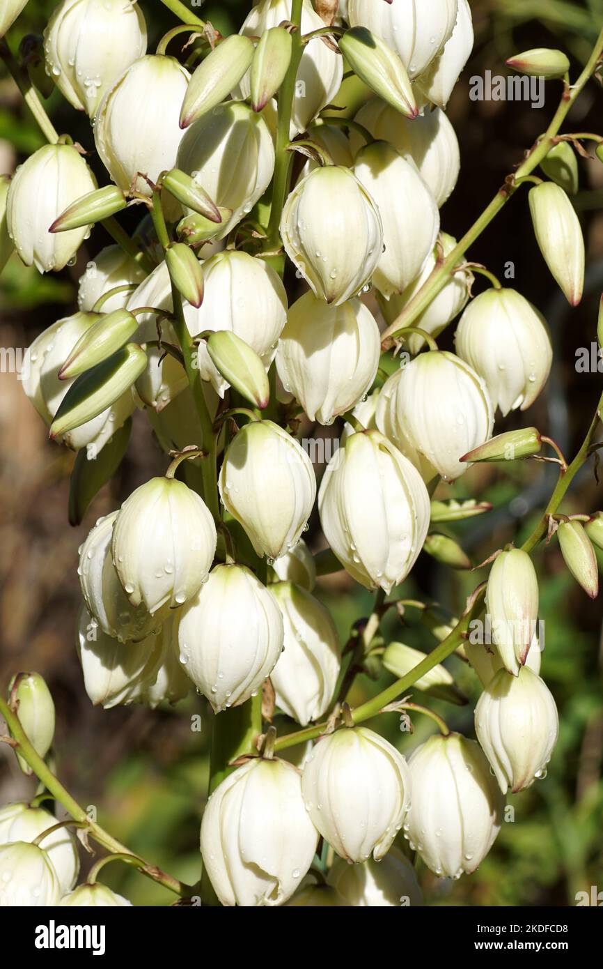 Gros plan de fleurs blanches de la nageoire espagnole variégée Yucca gloriosa 'Variegata' dans un jardin hollandais. Septembre, été Banque D'Images