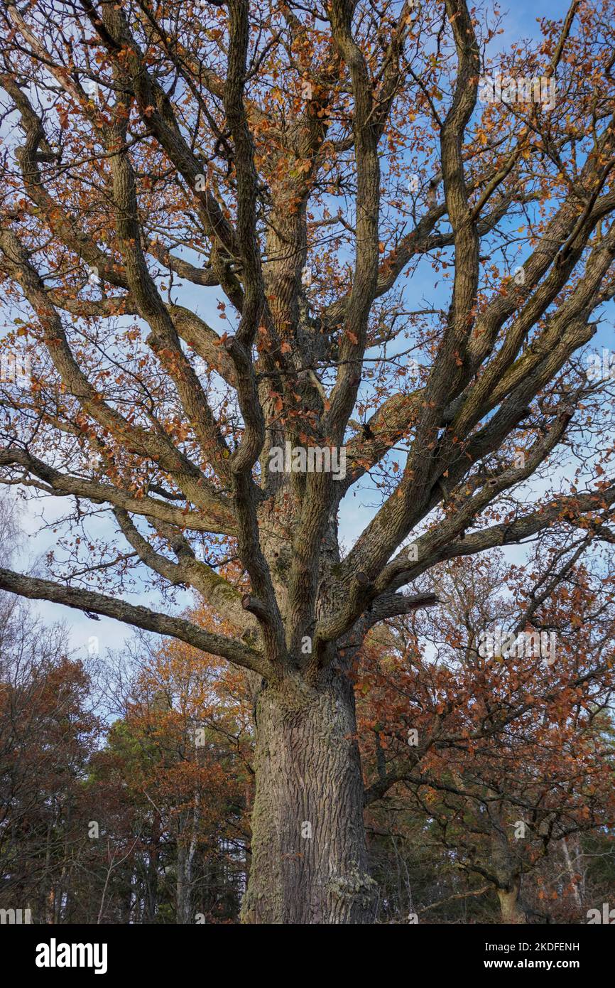 Low angle view of tree against blue sky Banque D'Images