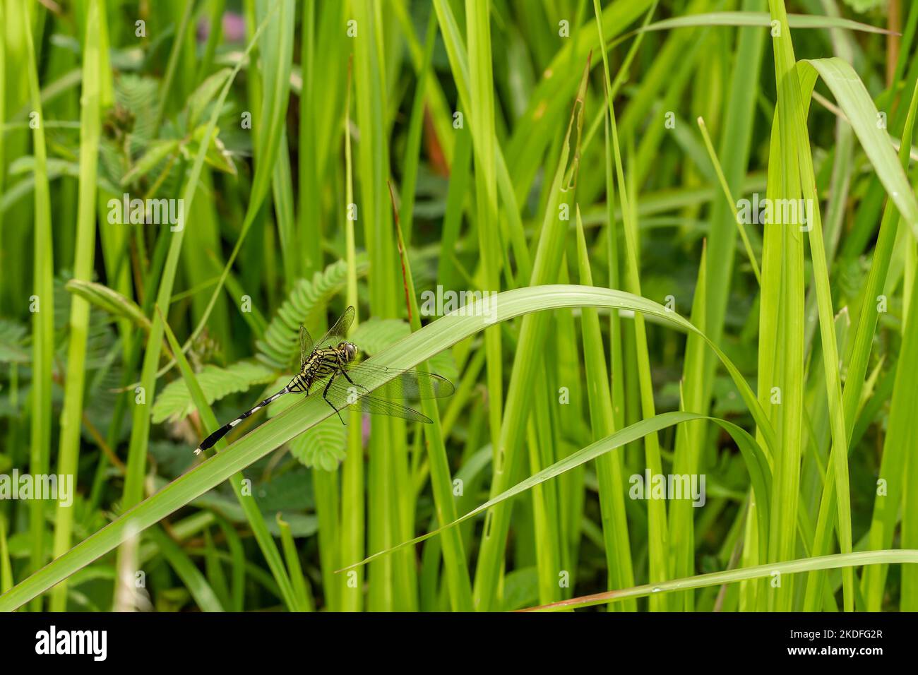 Une libellule verte perchée sur une feuille d'herbe de Cogon, un champ d'herbe verte avec des bords de feuilles tranchants Banque D'Images