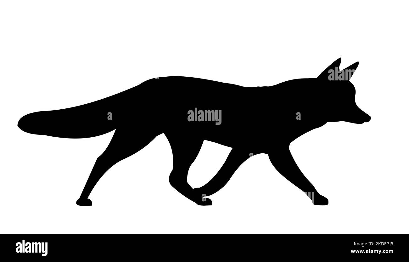 Fox arrive. Silhouette d'animal. Photo de la vie sauvage. Isolé sur fond blanc. Vecteur Illustration de Vecteur