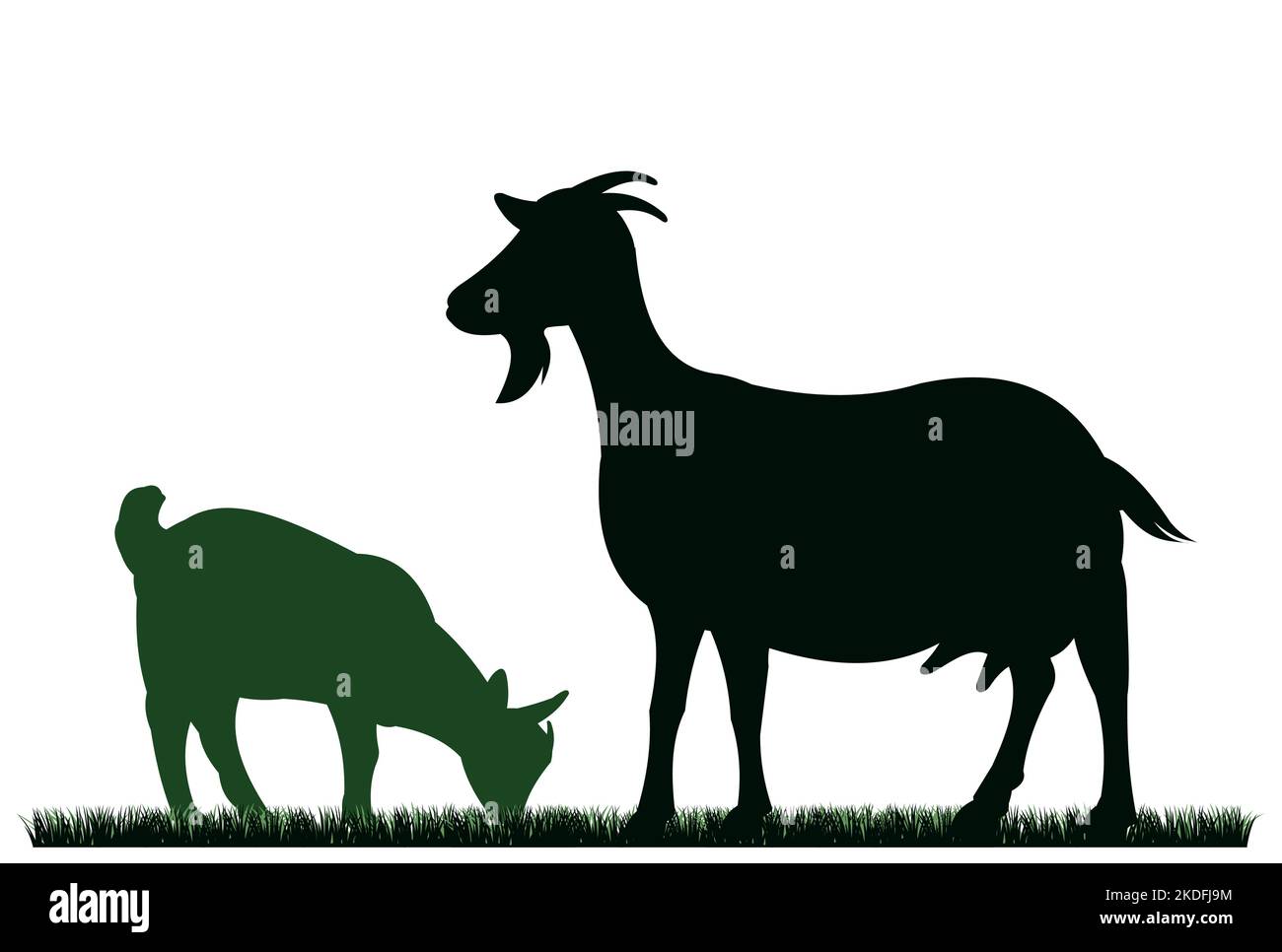 Chèvre avec pacage d'enfant sur pâturage de prairie. Silhouette de l'image. Animaux de la ferme. Animaux pour le lait et les produits laitiers. Isolé sur fond blanc. Vecteur. Illustration de Vecteur