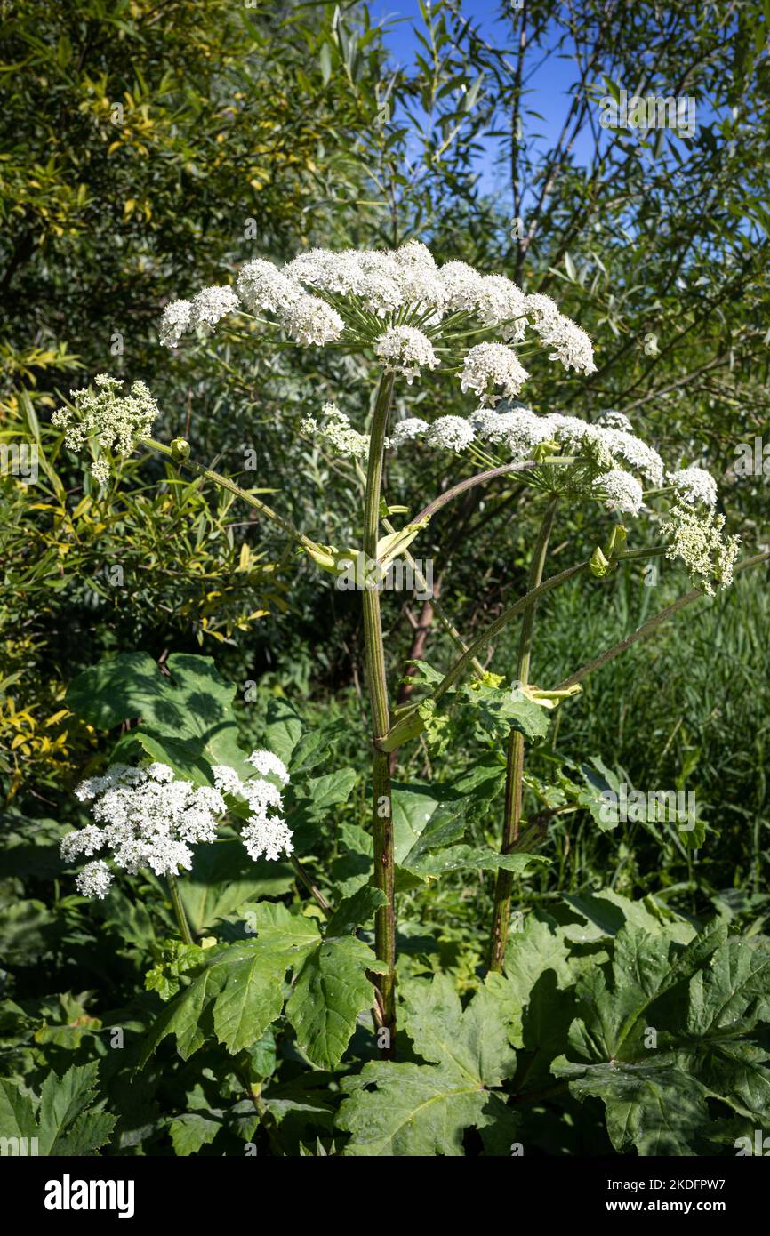 L'herbe herbeuse toxique des plantes en gros plan, une mauvaise herbe dangereuse pour les humains Banque D'Images