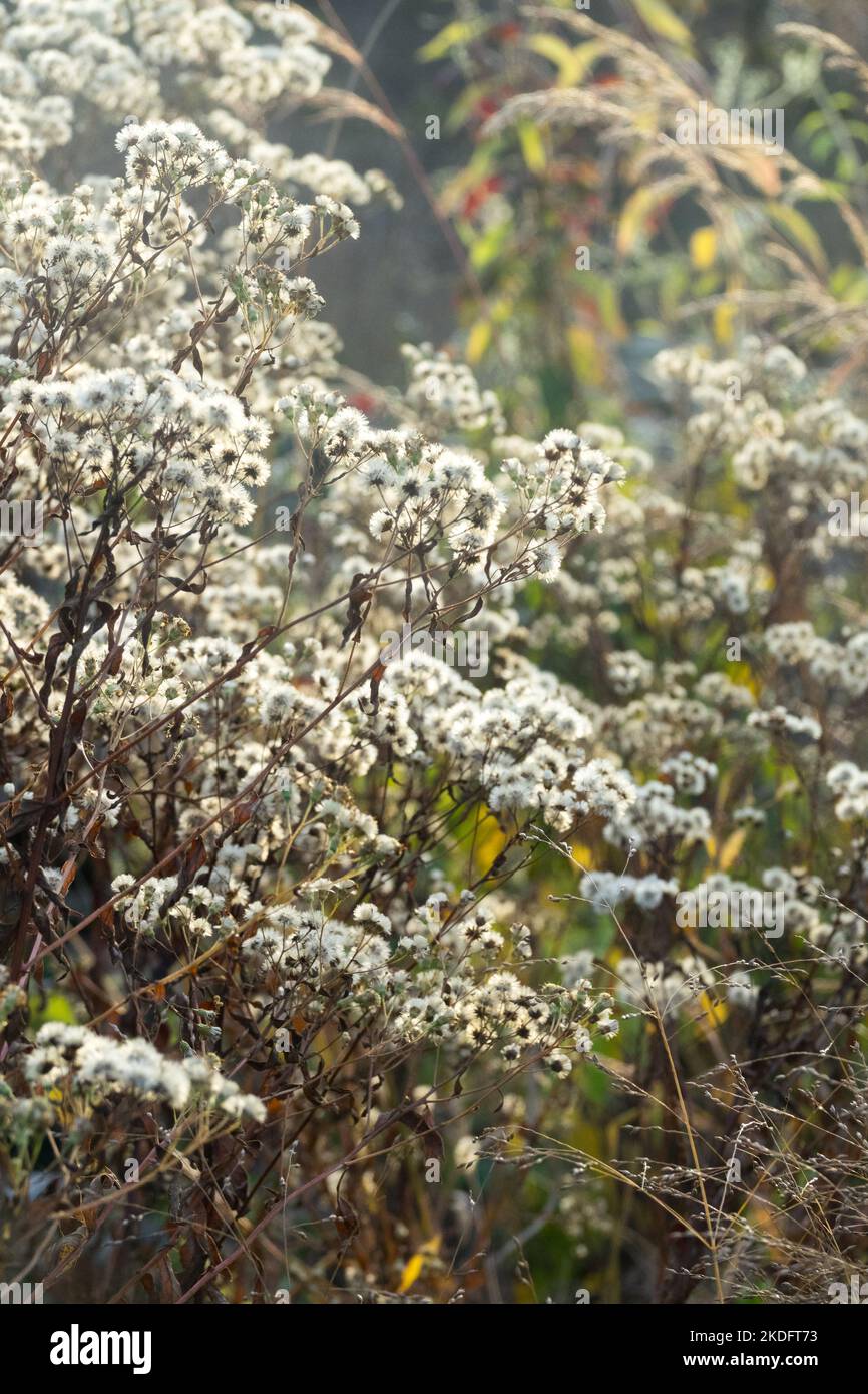 Parasol, Aster américain, Doellingeria umbellata, têtes mortes, Aster blanc à dessus plat, Têtes de semences, Doellingeria, plante, automne Banque D'Images