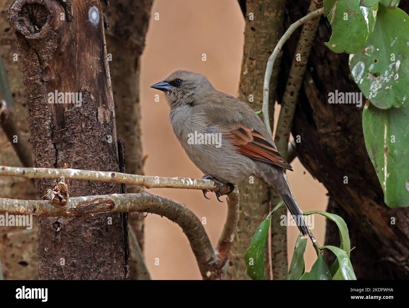 Baywing grisâtre (Agelaioides badius badius) adulte perché sur la branche Pantanal, Brésil. Juillet Banque D'Images