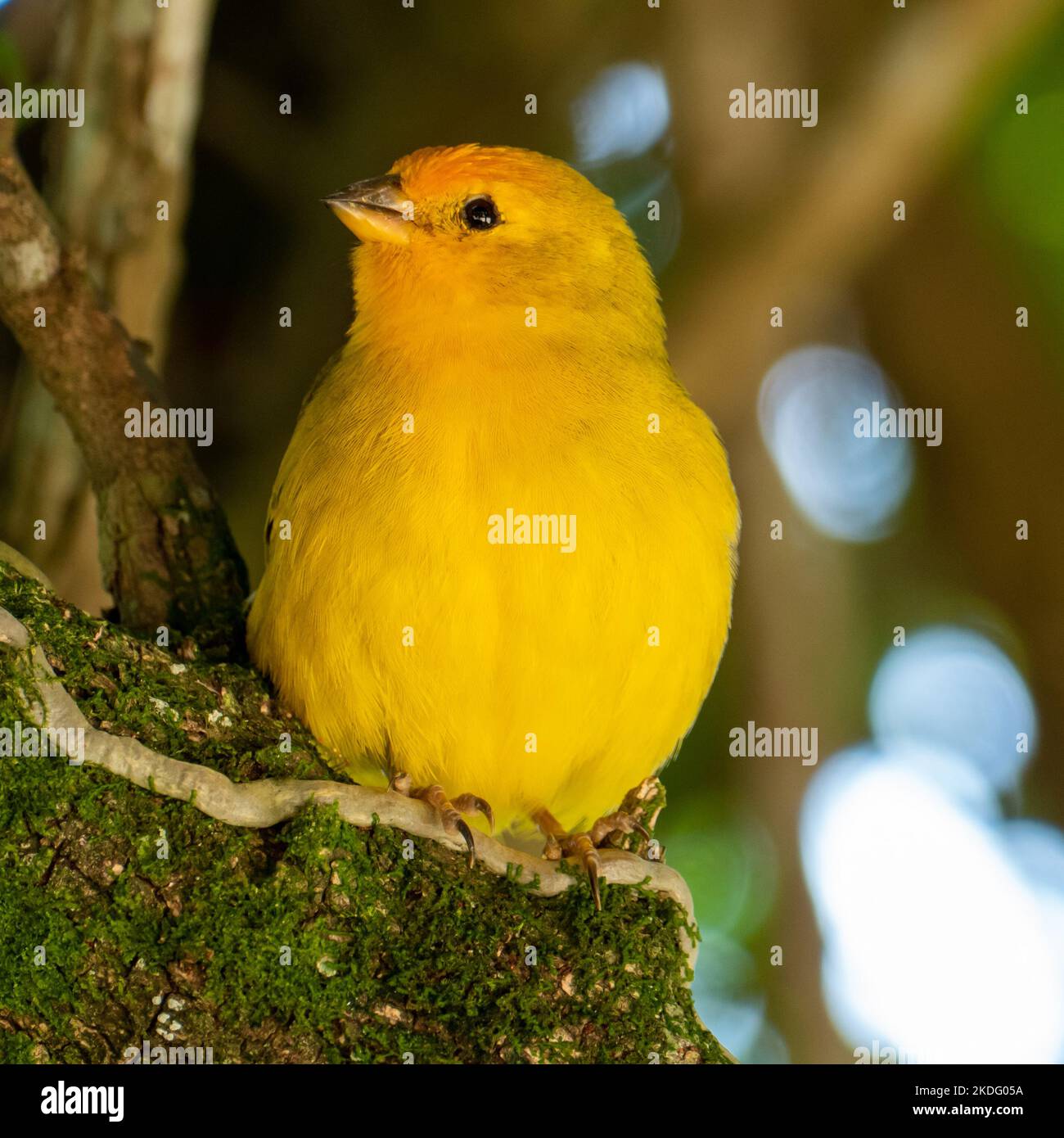 Canari atlantique, un petit oiseau sauvage brésilien. Le Crithagra flaviventris jaune canari est un petit oiseau de passereau de la famille finch. Banque D'Images