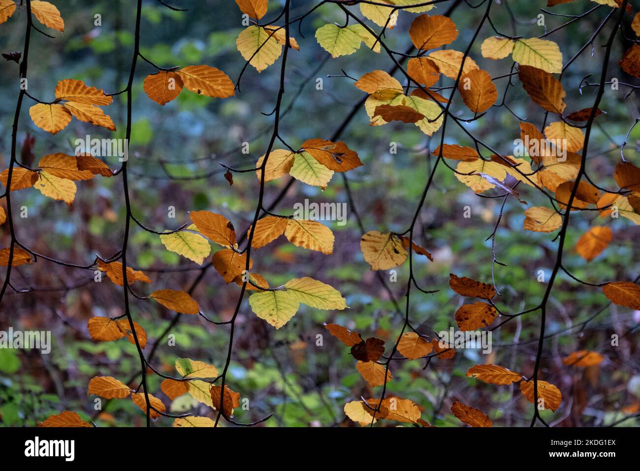 Couleurs d'automne sur les arbres de Beech dans une ancienne forêt, Worcestershire, Angleterre. Banque D'Images