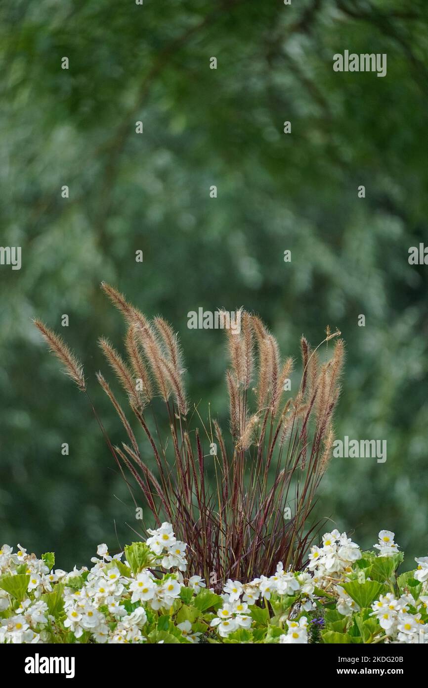 Tiges de céréales et petites fleurs blanches sur fond vert flou Banque D'Images