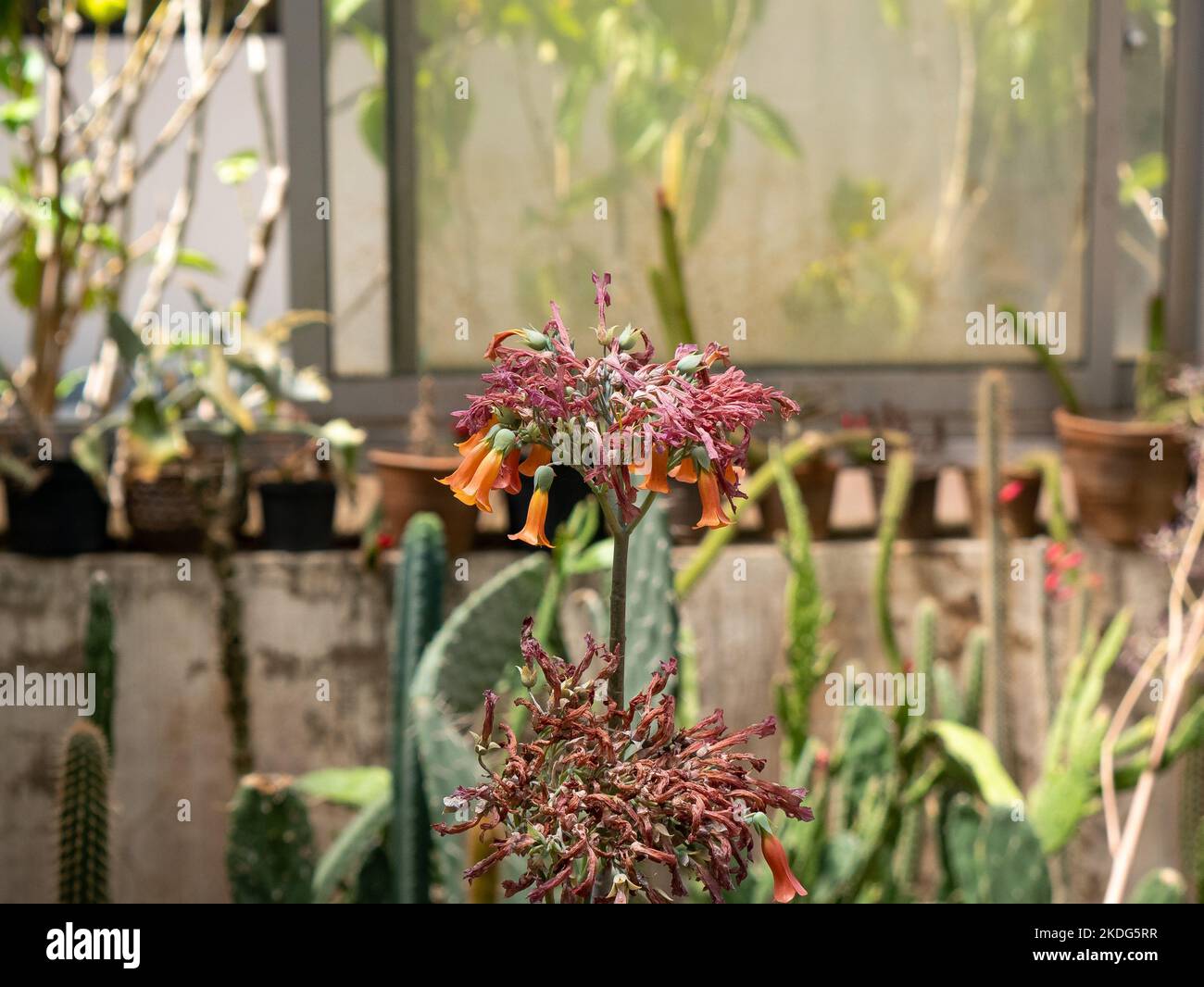 Plante connue comme Bryophyllum delagoense et communément appelée mère de millions ou plante chandelier (Kalanchoe delagoensis) dans un jardin Banque D'Images