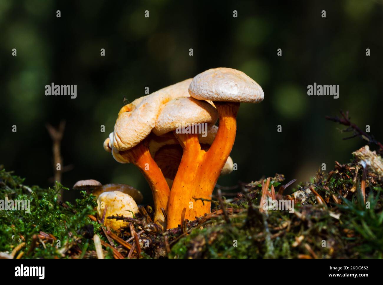 Groupe de fausses chanterelles, croissant dans une couche épaisse de mousse et de litière d'aiguilles de pin Banque D'Images