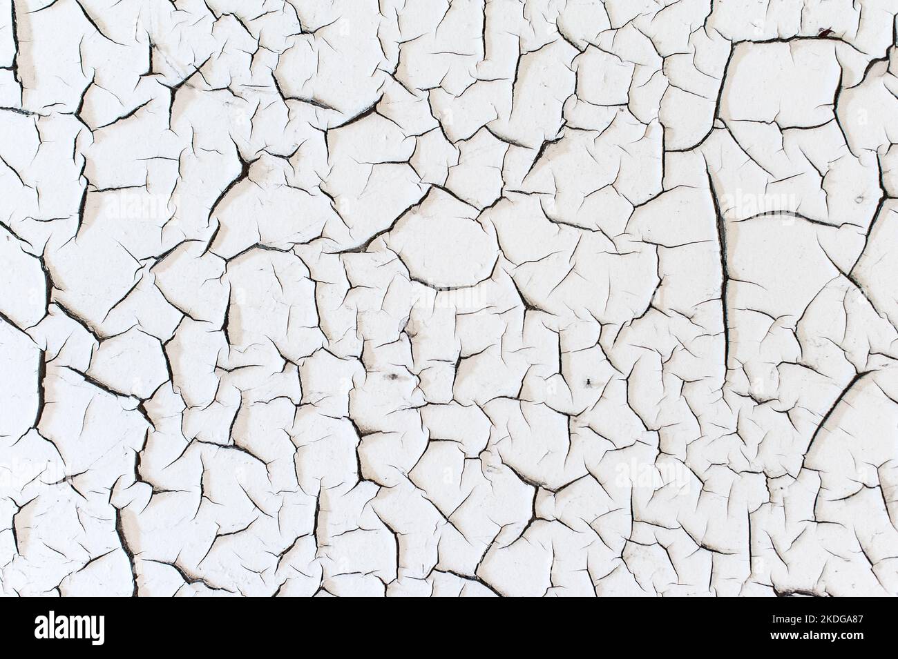 Peinture blanche très fissurée qui s'écaille d'un mur dans un bâtiment abandonné en décomposition de l'âge et de l'environnement Banque D'Images