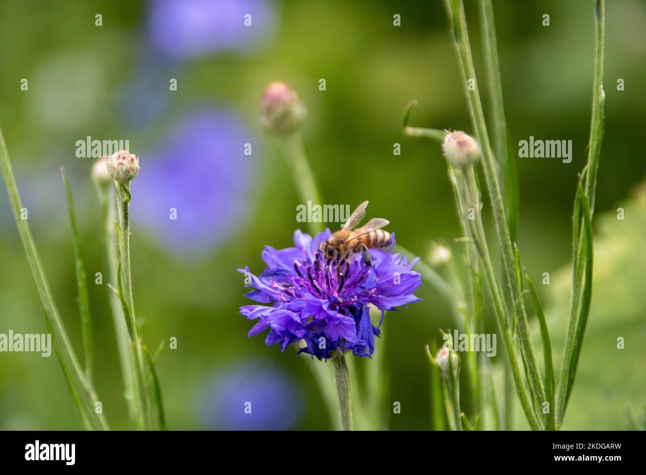 abeille occidentale collectant le pollen de la fleur de maïs bleue Banque D'Images
