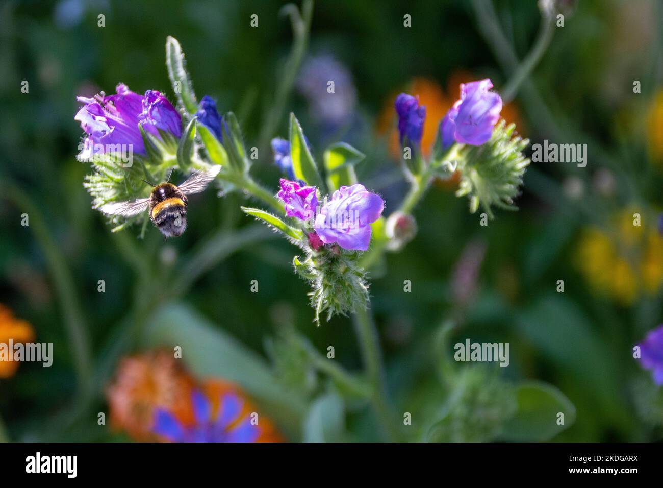 Bumblebee collectant le nectar de jolies fleurs bleues et roses de Bugloss Echium vulgare de Viper Banque D'Images