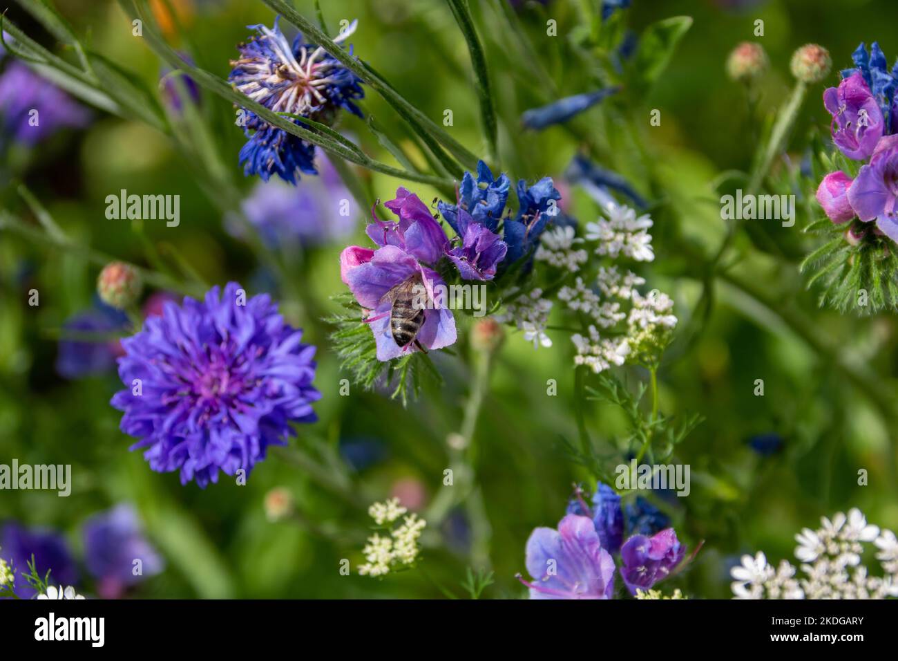 Bumblebee collectant le nectar de jolies fleurs bleues et roses de Bugloss Echium vulgare de Viper Banque D'Images