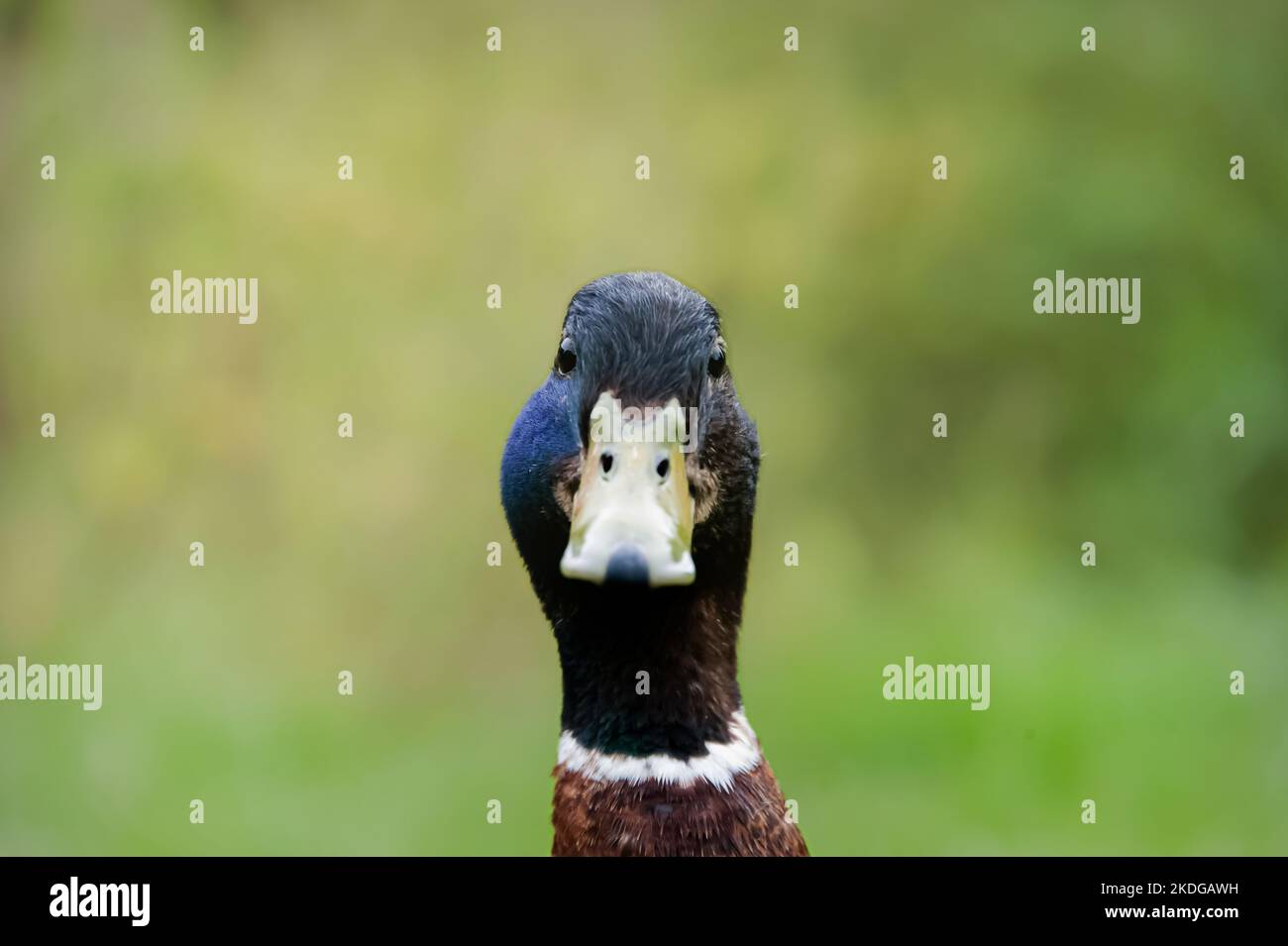 Gros plan d'une tête de canard colvert regardant la caméra Banque D'Images