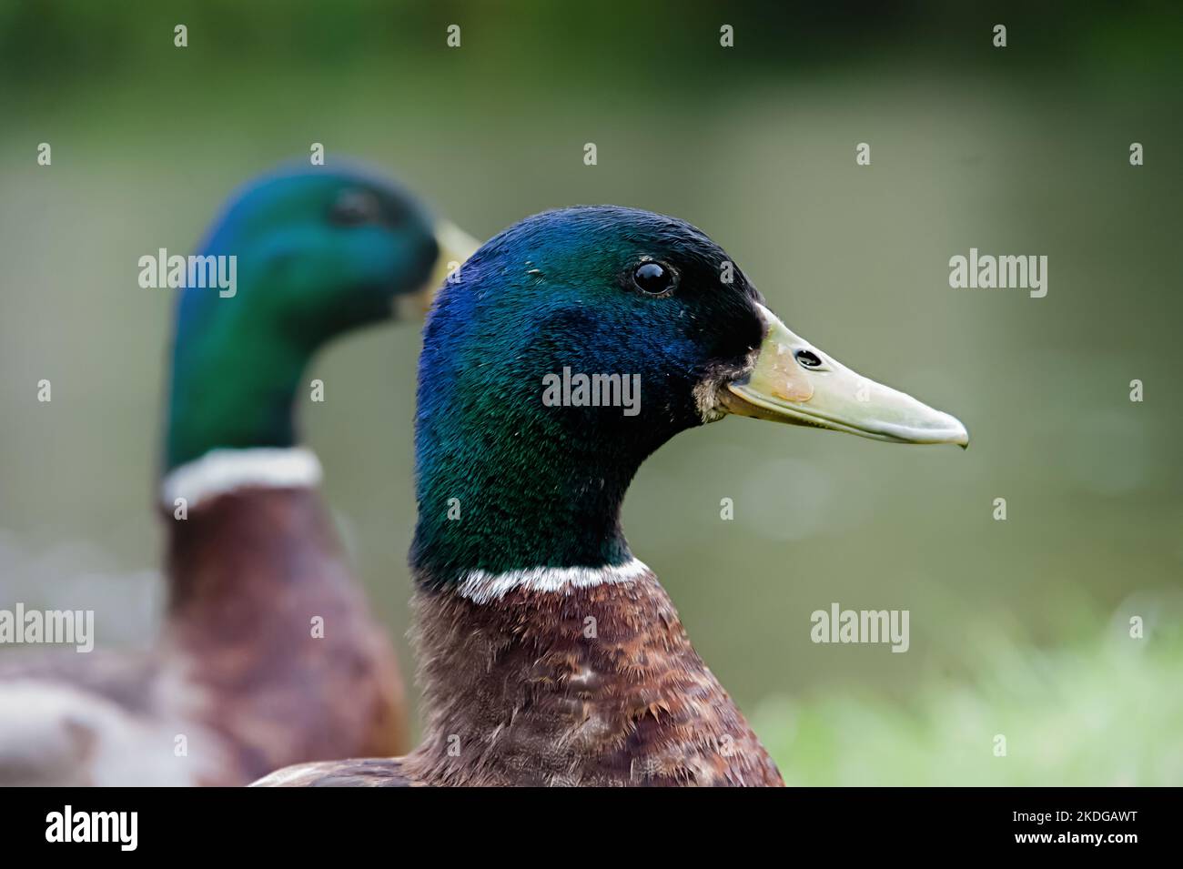 Gros plan du profil latéral de deux canards colverts Banque D'Images