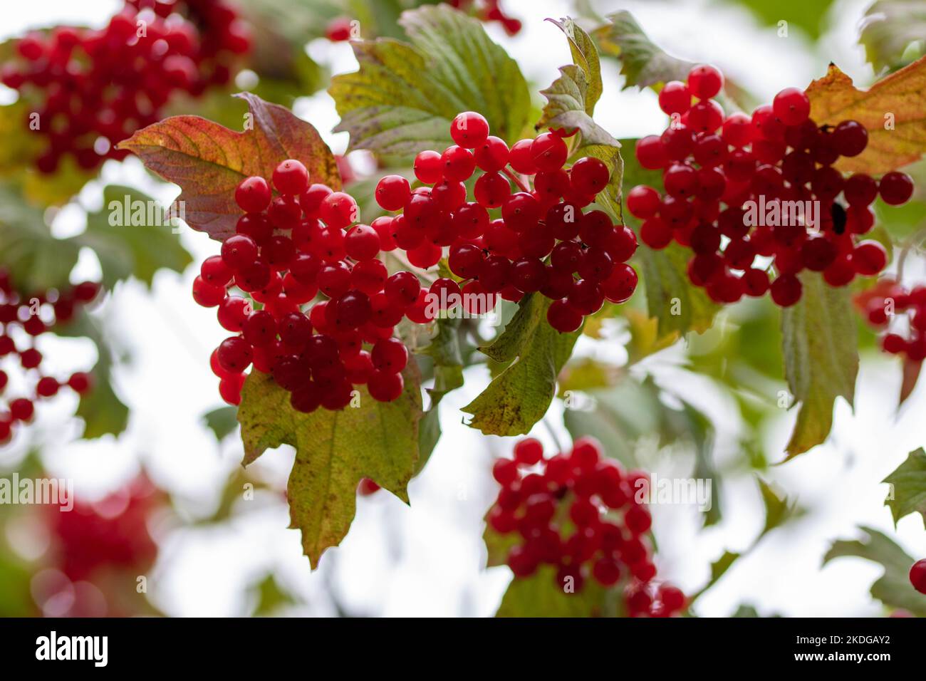 baies rouges et feuilles de viburnum opulus de canneberge Banque D'Images