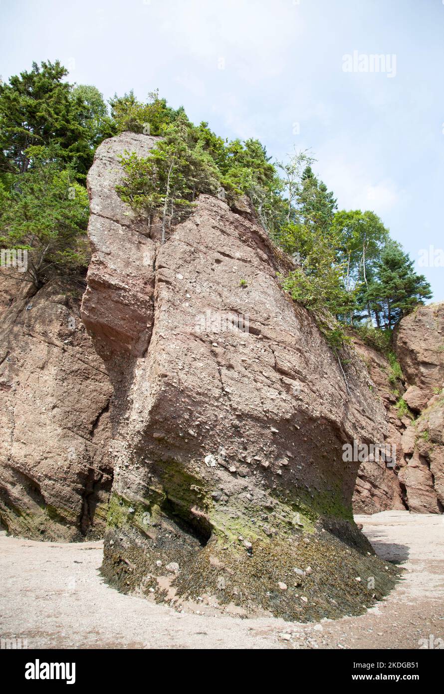 Algues exposées sur une roche dans le parc provincial Hopewell Rocks, célèbre pour ses marées très hautes (Nouveau-Brunswick, Canada). Banque D'Images