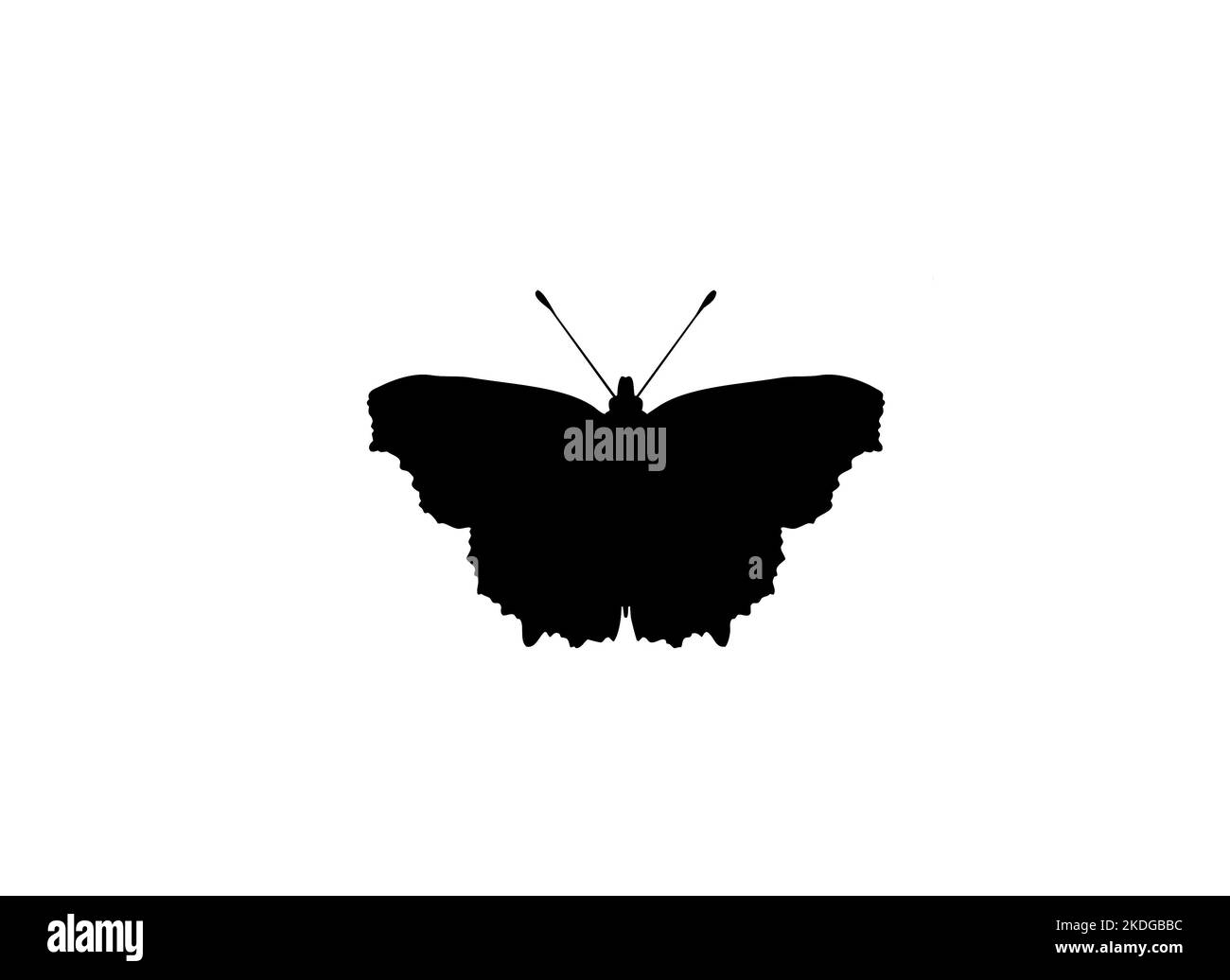 Silhouette de petit papillon en écaille de tortue isolé sur fond blanc Banque D'Images