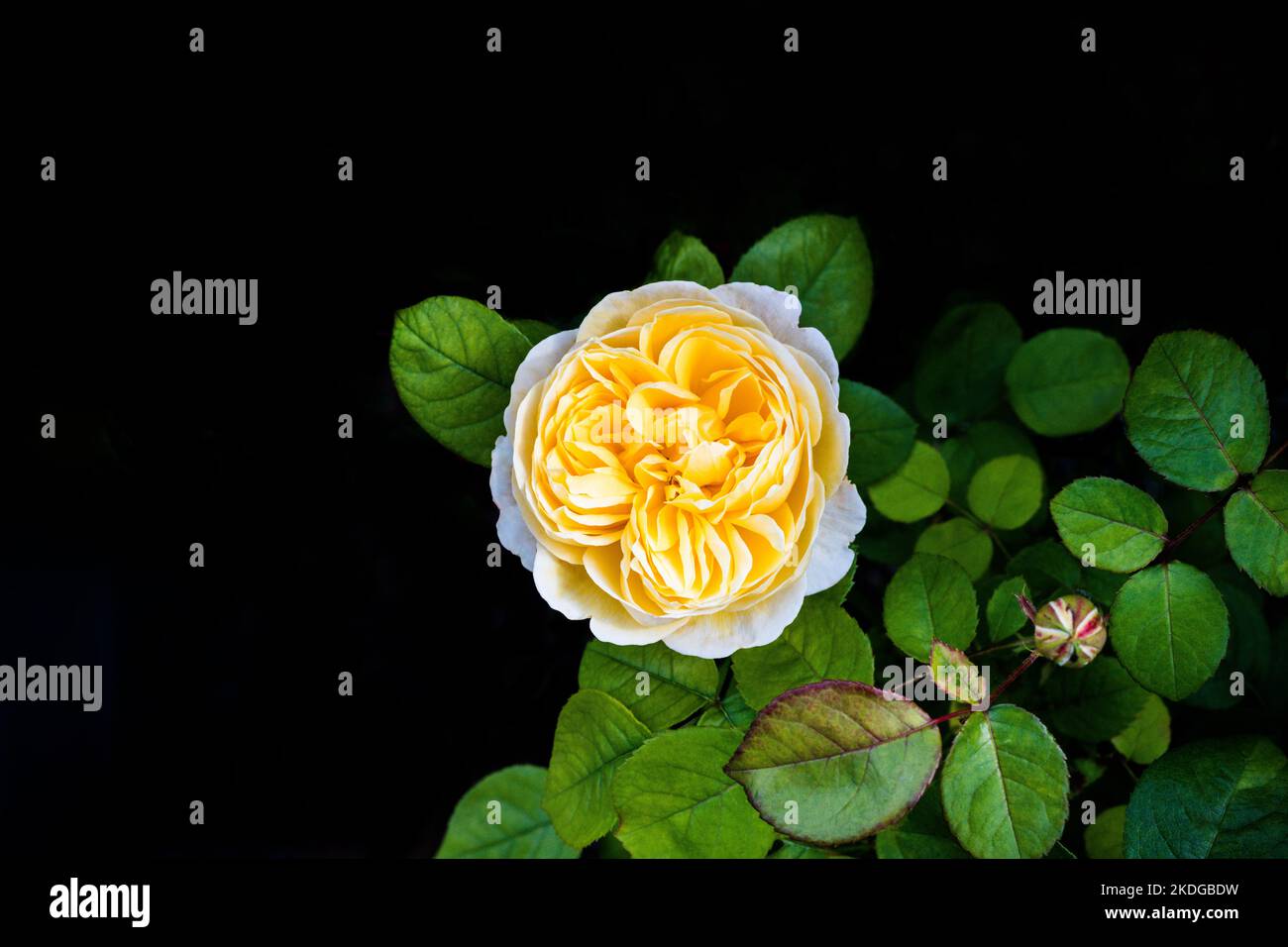 vue de haut en bas d'une rose jaune dans le jardin isolé sur un fond noir Banque D'Images
