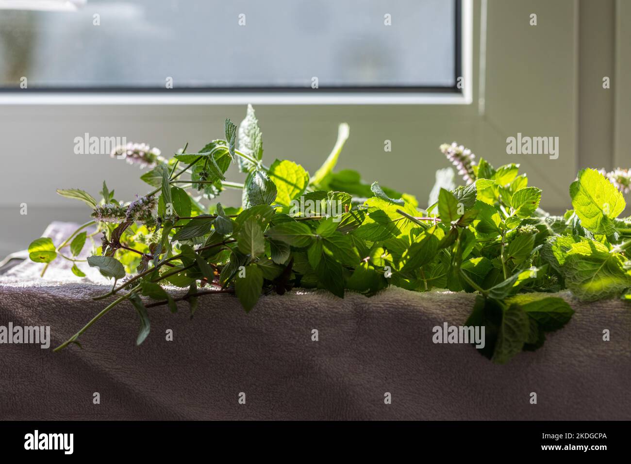 Feuilles de menthe verte fraîche, gros plan des plantes, arrière-plan flou. Banque D'Images