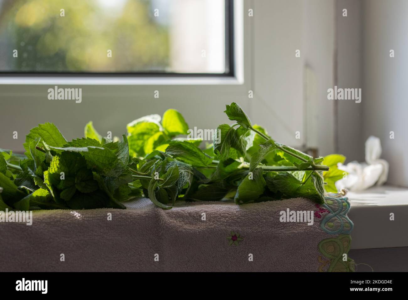 Feuilles de menthe verte fraîche, gros plan des plantes, arrière-plan flou. Banque D'Images