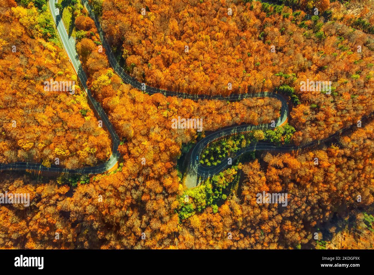 Route courbée au creux de la forêt d'automne Banque D'Images