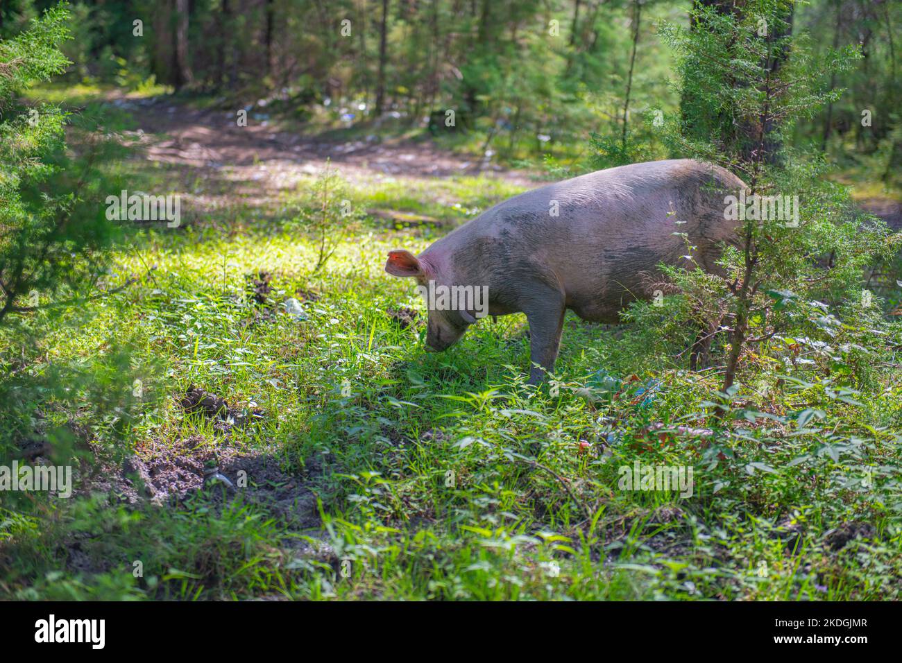 un gros cochon est à la recherche de nourriture dans l'herbe Banque D'Images
