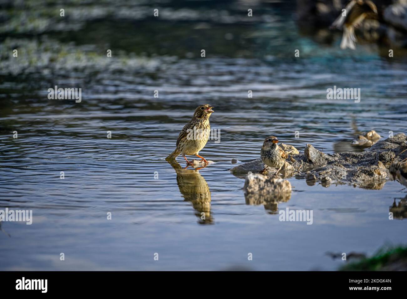 Emberiza calandra - le triguero est une espèce d'oiseau de passereau de la famille des Emberizidae. Banque D'Images