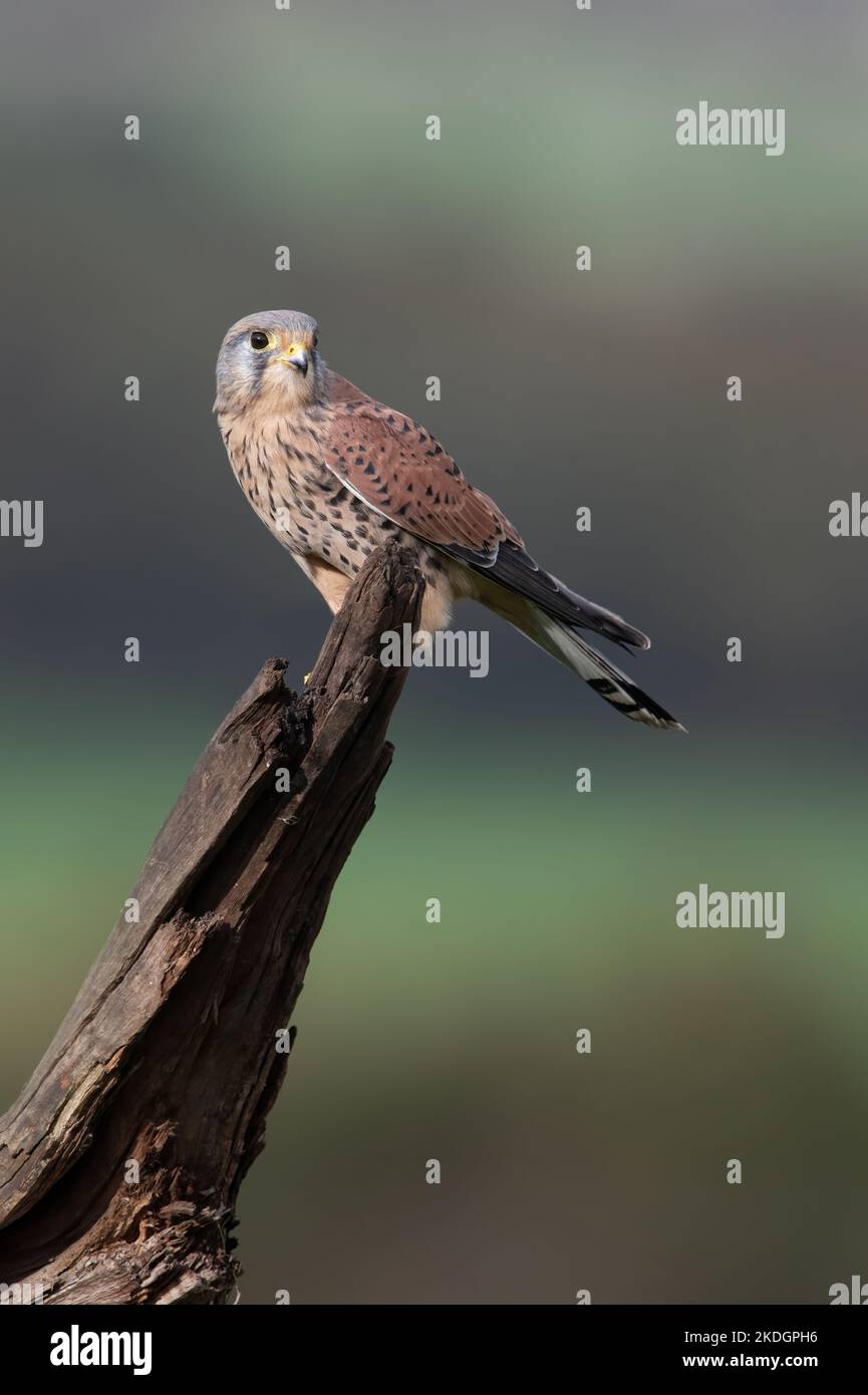 Kestrel (Falco tinnunculus) dans les terres agricoles Banque D'Images