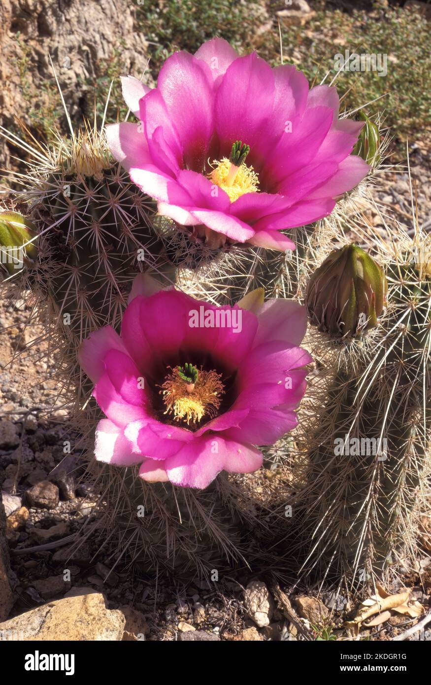 Cactus de hérisson de fraise, alias : cactus de hérisson d'Engelmann (Echinocereus engelmannii) en fleur, Arizona du Sud, États-Unis Banque D'Images