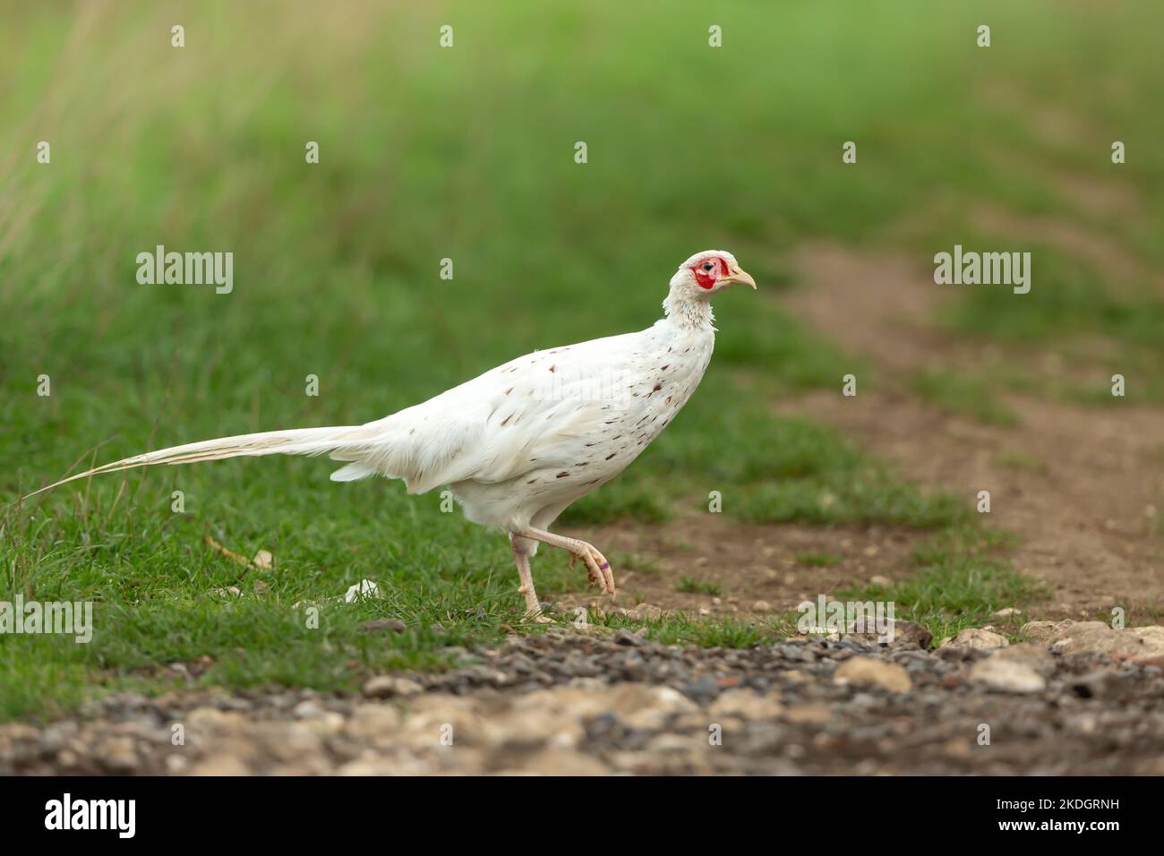 Faisan blanc ou leucistic. Nom scientifique: Phasianus colchicus. Couleur rare d'un faisan commun mâle à col en anneau, face à droite avec vert propre b Banque D'Images
